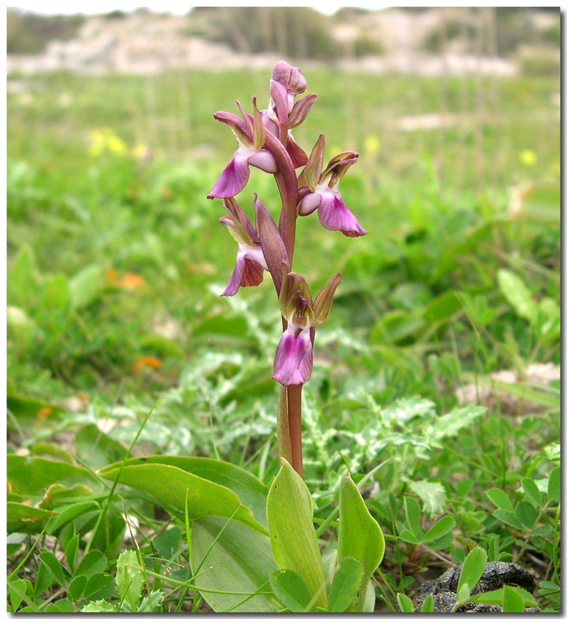 Anacamptis collina /  Orchide a sacco